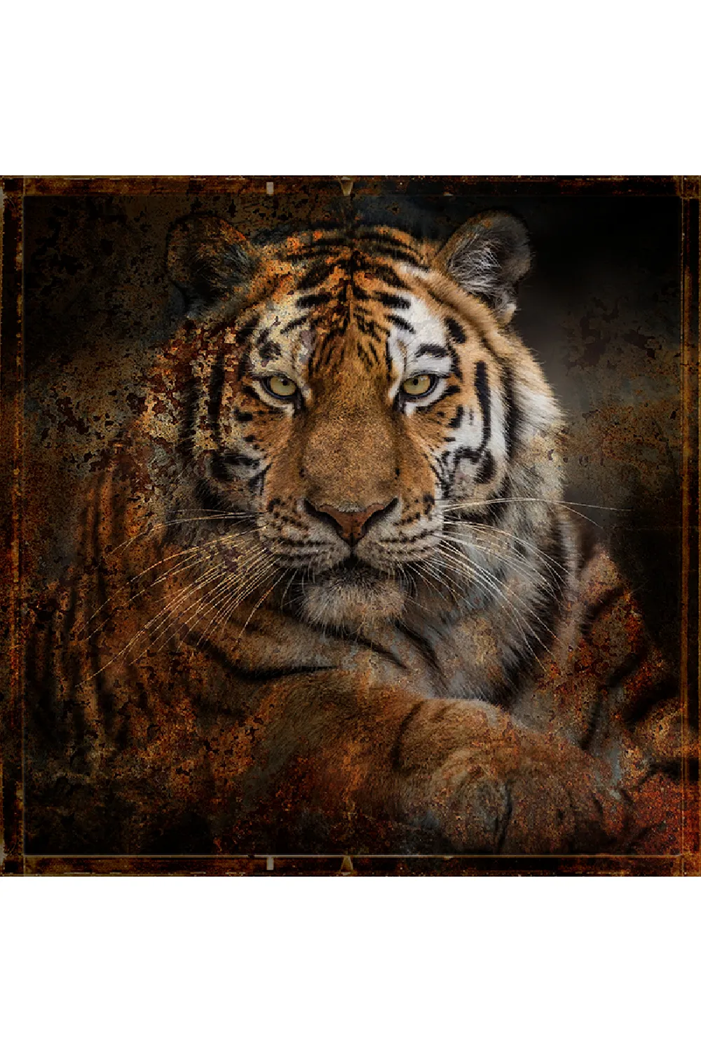 Antique Style Photographic Artwork | Andrew Martin Tiger