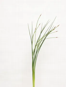 crow garlic 8655