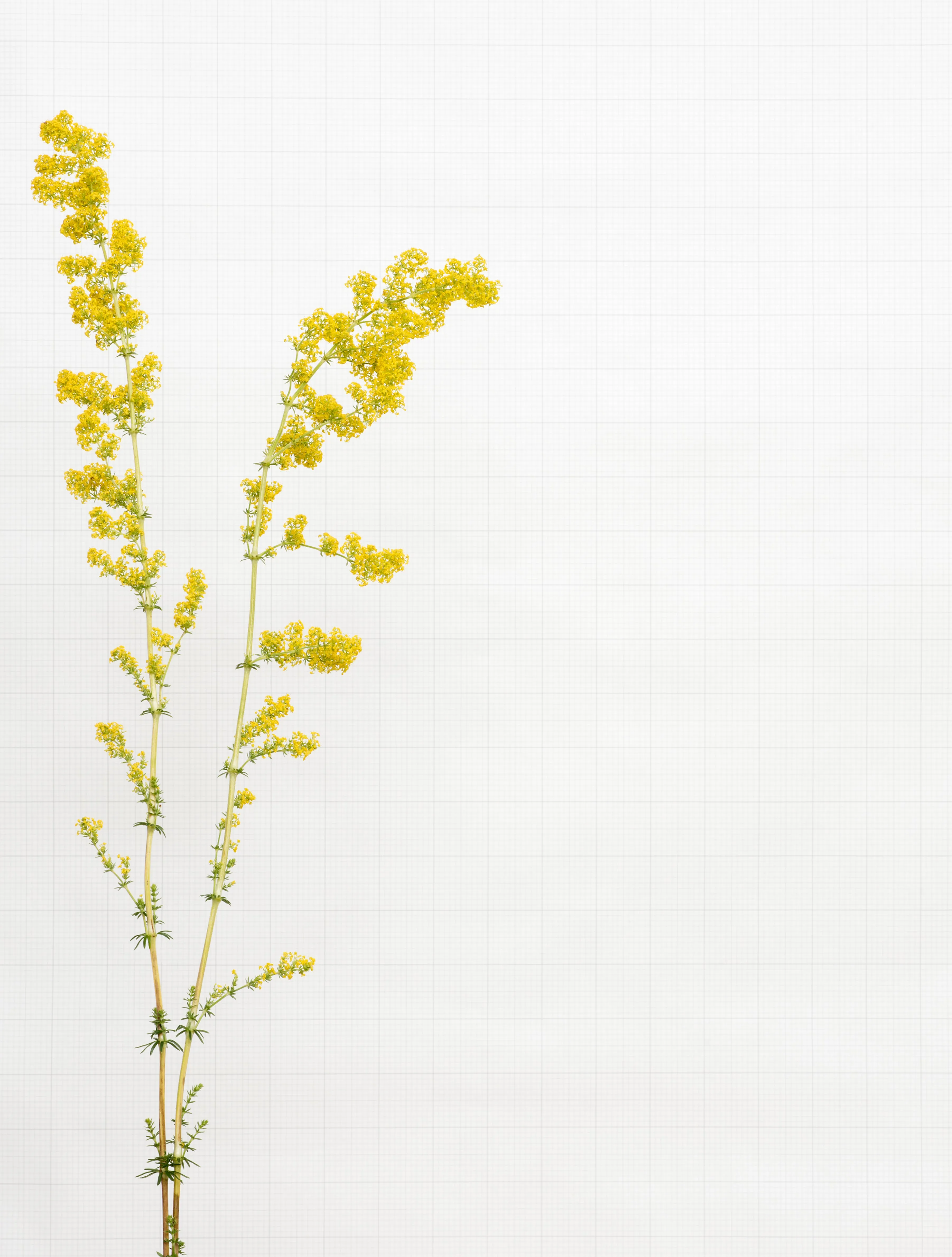 lady's bedstraw 7174