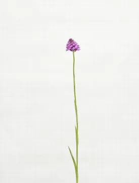 pyramidial orchid 7070